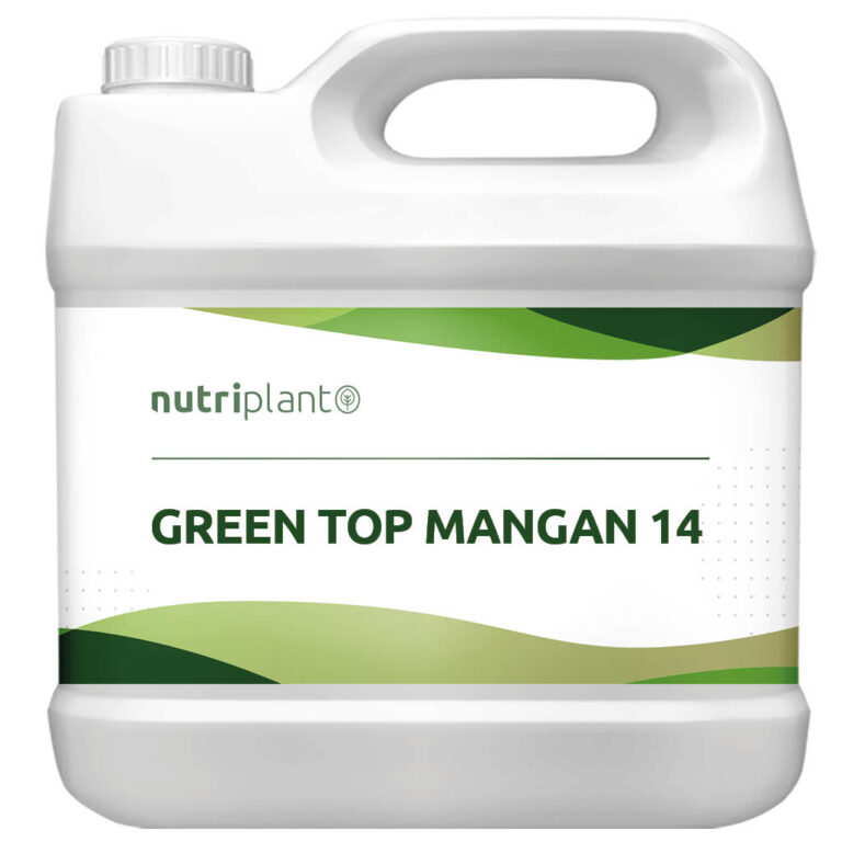 GREEN TOP MANGAN 14