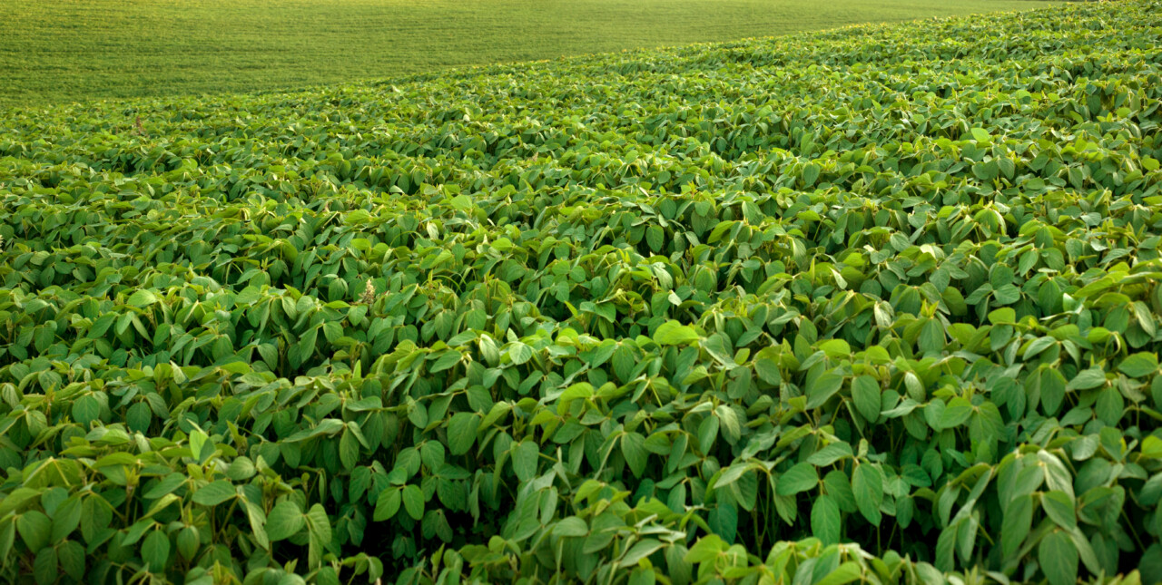 AgroRevenda – EBITDA da Nutriplant cresce 40,2% e chega a R$ 17 milhõesAgroRevenda –